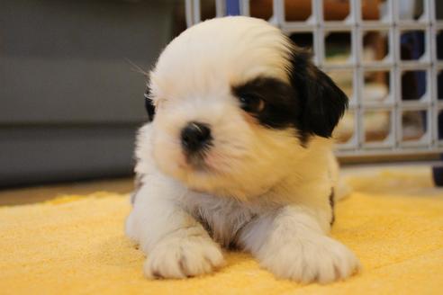 成約済の愛知県のシーズー-55577の26枚目