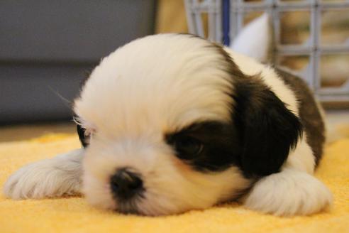 成約済の愛知県のシーズー-55577の25枚目