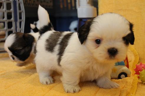 成約済の愛知県のシーズー-55577の24枚目