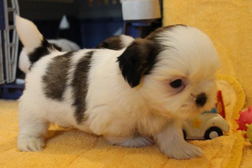 成約済の愛知県のシーズー-55577の23枚目