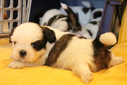 成約済の愛知県のシーズー-55577の22枚目