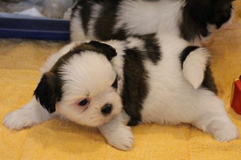 成約済の愛知県のシーズー-55577の21枚目