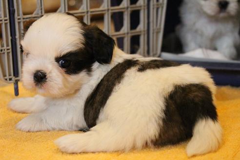 成約済の愛知県のシーズー-55577の20枚目