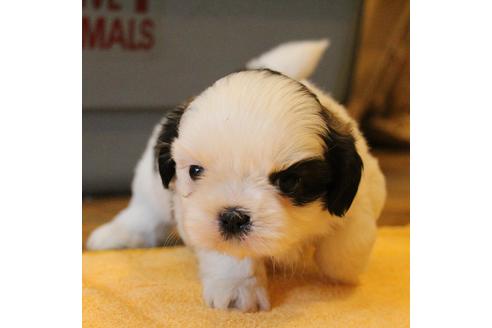 成約済の愛知県のシーズー-55577の19枚目