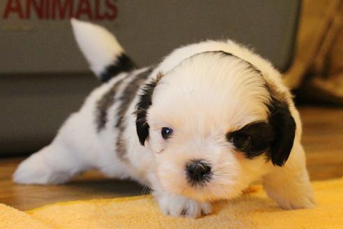 成約済の愛知県のシーズー-55577の18枚目