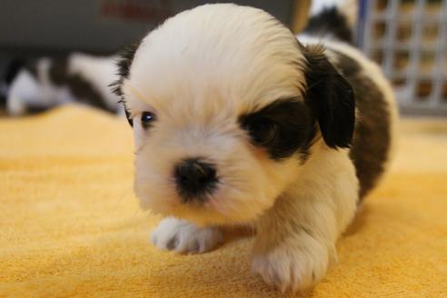 成約済の愛知県のシーズー-55577の17枚目