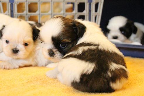 成約済の愛知県のシーズー-55577の16枚目