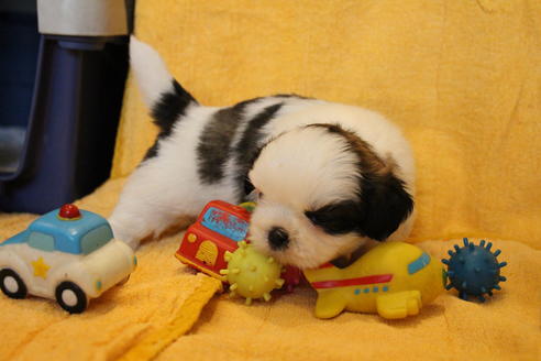 成約済の愛知県のシーズー-55577の15枚目