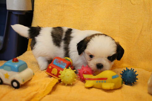 成約済の愛知県のシーズー-55577の14枚目