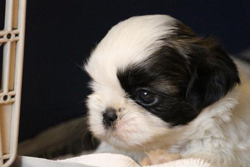 成約済の愛知県のシーズー-55575の22枚目