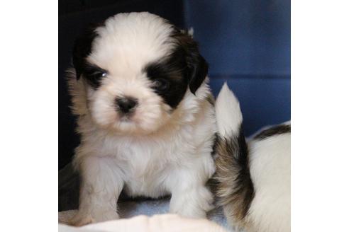 成約済の愛知県のシーズー-55575の21枚目