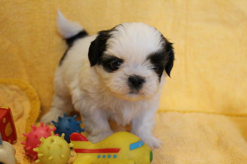 成約済の愛知県のシーズー-55575の20枚目