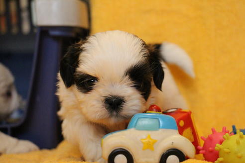 成約済の愛知県のシーズー-55575の19枚目