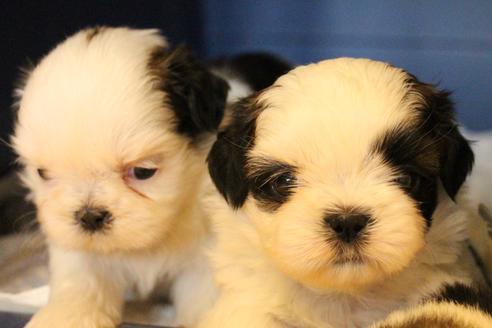 成約済の愛知県のシーズー-55575の18枚目