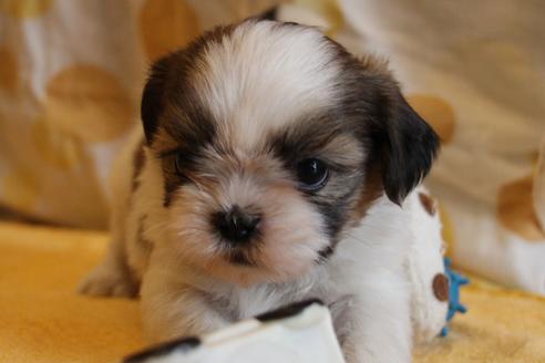 成約済の愛知県のシーズー-55519の12枚目