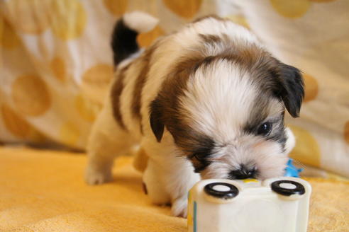 成約済の愛知県のシーズー-55519の11枚目