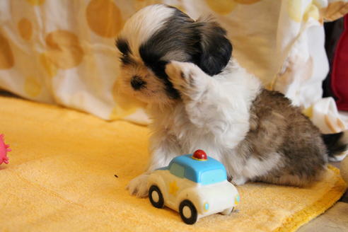 成約済の愛知県のシーズー-55522の11枚目