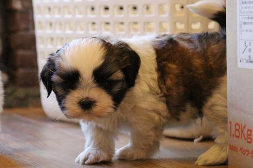 成約済の愛知県のシーズー-55522の10枚目