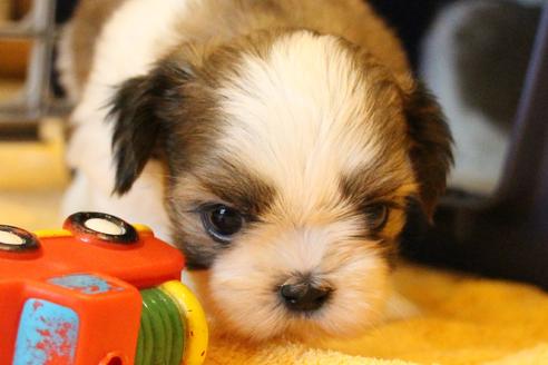 成約済の愛知県のシーズー-55523の14枚目