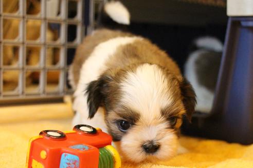 成約済の愛知県のシーズー-55523の13枚目