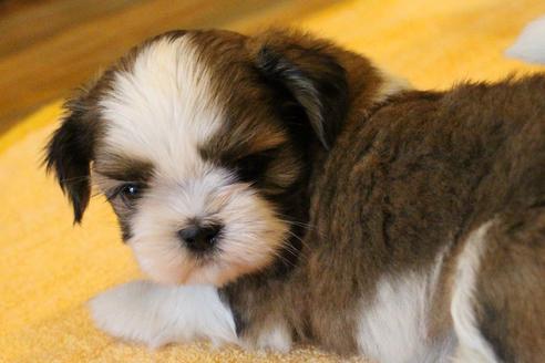 成約済の愛知県のシーズー-55523の12枚目