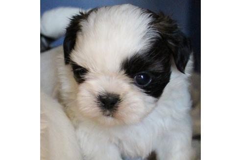 成約済の愛知県のシーズー-55575の16枚目