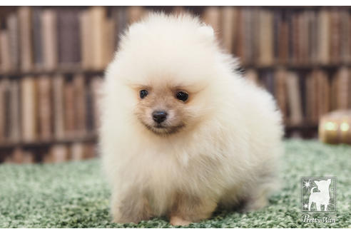 成約済の愛知県のポメラニアン-57056の1枚目