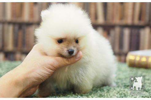 成約済の愛知県のポメラニアン-57056の5枚目