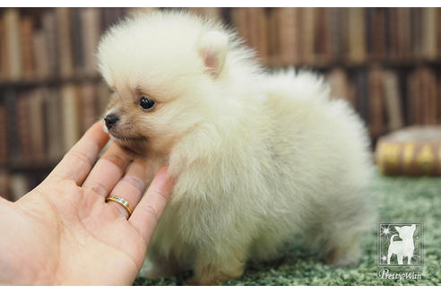 成約済の愛知県のポメラニアン-57056の3枚目