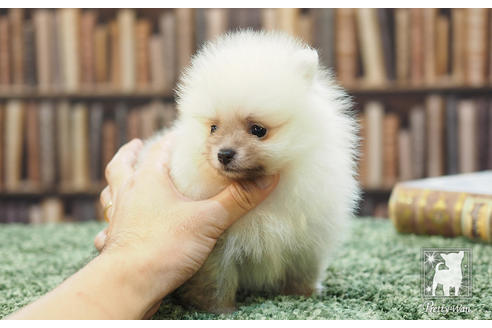 成約済の愛知県のポメラニアン-57056の2枚目