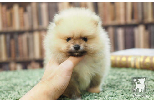 成約済の愛知県のポメラニアン-57057