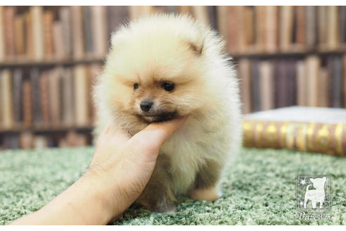 成約済の愛知県のポメラニアン-57057の5枚目