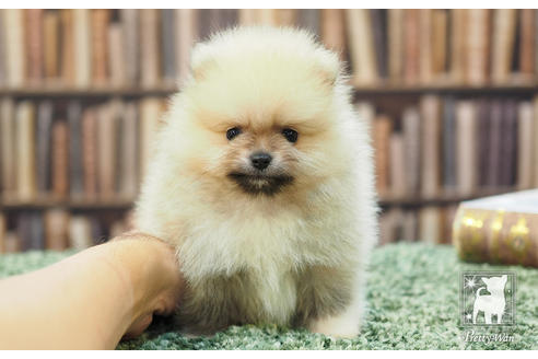 成約済の愛知県のポメラニアン-57057の4枚目