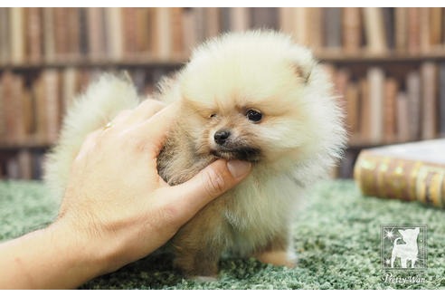 成約済の愛知県のポメラニアン-57057の3枚目