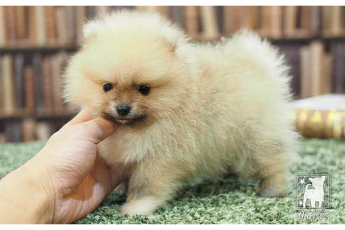 成約済の愛知県のポメラニアン-57057の2枚目