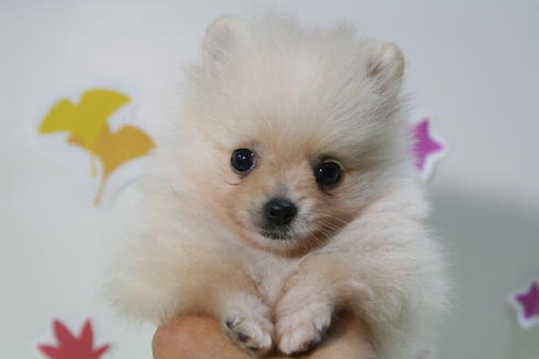 成約済の京都府のポメラニアン-57060