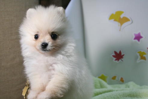 成約済の京都府のポメラニアン-57060の3枚目