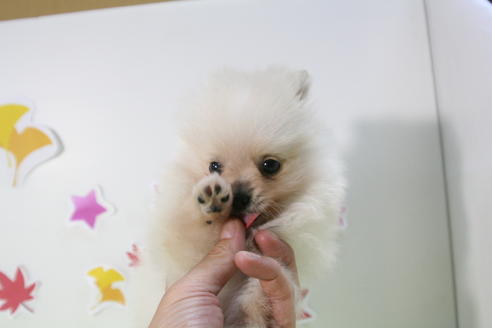 成約済の京都府のポメラニアン-57060の2枚目