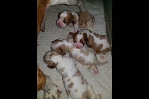 成約済の愛知県のキャバリアキングチャールズスパニエル-57044の4枚目