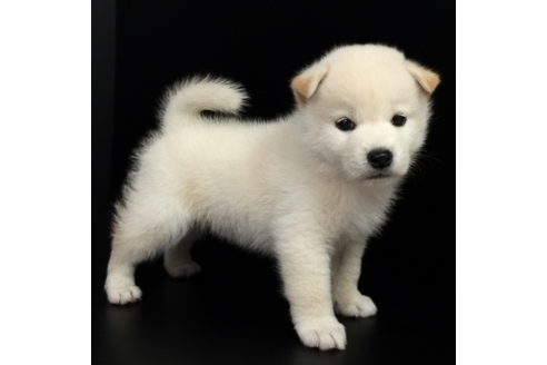 成約済の愛知県の柴犬-57071の2枚目