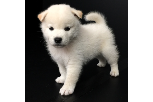 成約済の愛知県の柴犬-57071の1枚目