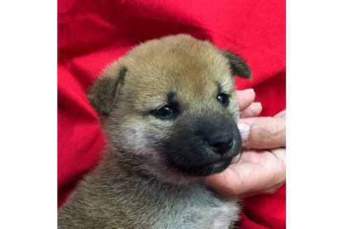 成約済の愛知県の柴犬-57072の3枚目