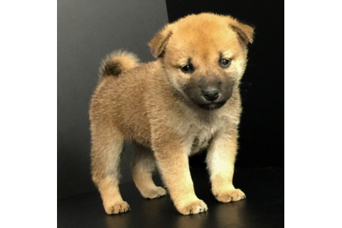 成約済の愛知県の柴犬-57072の2枚目