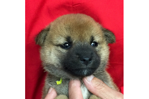 成約済の愛知県の柴犬-57074の1枚目