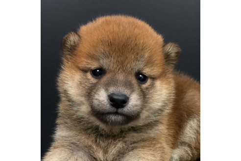 成約済の愛知県の柴犬-57076の3枚目