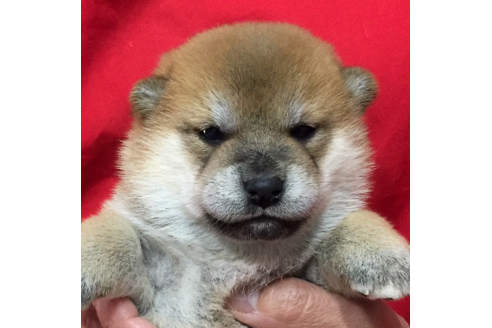 成約済の愛知県の柴犬-57082の3枚目