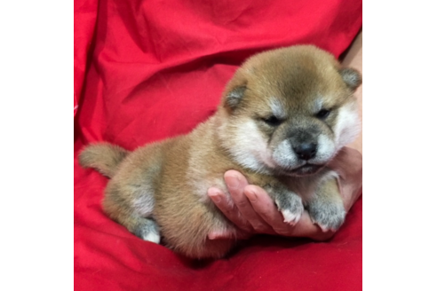成約済の愛知県の柴犬-57082の2枚目