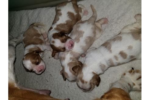 成約済の愛知県のキャバリアキングチャールズスパニエル-57046の4枚目