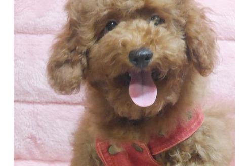 成約済の福島県のトイプードル-55715の2枚目