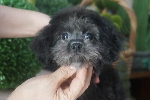 成約済の京都府のチワプー:チワワ×トイプードル-54044の3枚目